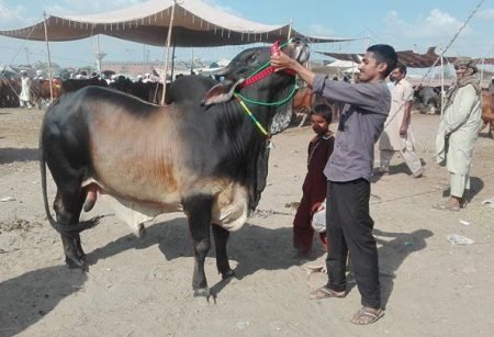 যাদের ওপর কোরবানি ওয়াজিব